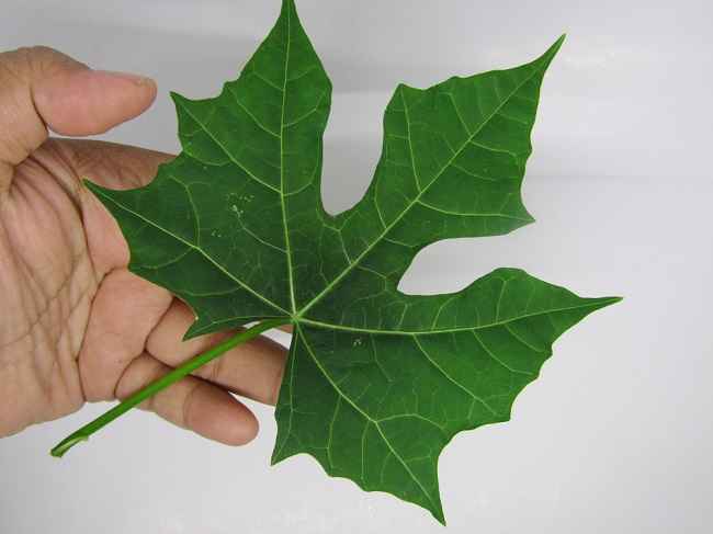 건강을 위한 Gedi 잎의 4가지 이점