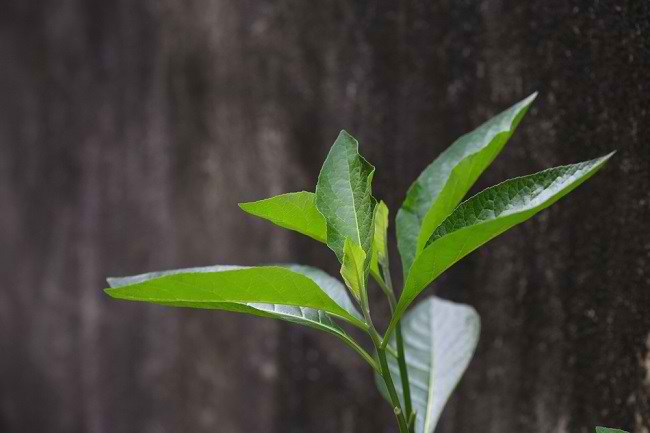 신체 건강을 위한 아프리카 잎의 7가지 이점 알아보기