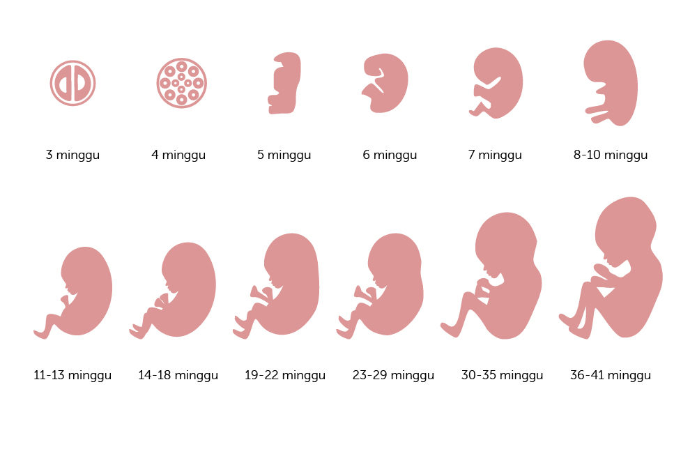 이것은 매주 자궁에서 아기의 발달입니다.