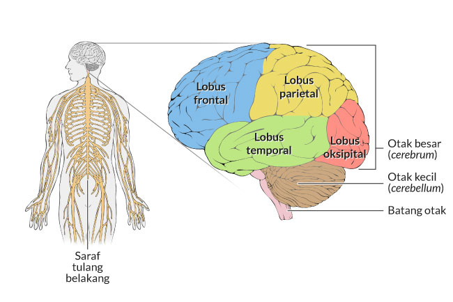 복잡한 뇌 해부학의 단순화