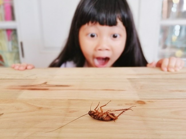 바퀴벌레의 위험과 바퀴벌레를 쉽게 제거하는 방법