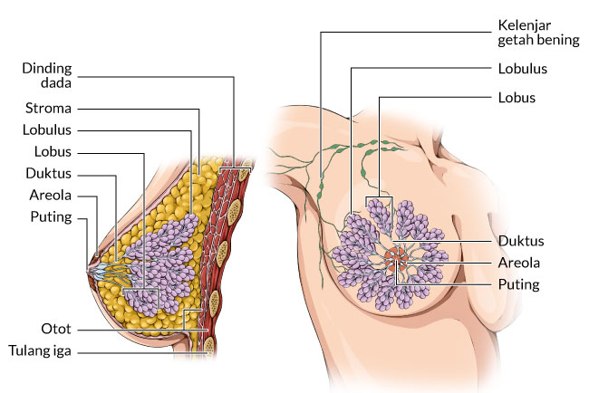 여성 유방의 해부학적 구조 알아보기