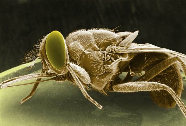 체체파리, 수면병을 일으키는 곤충
