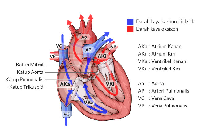심장의 해부학과 작동 원리